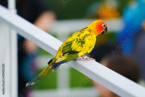 Sun Conure parrot bird 
