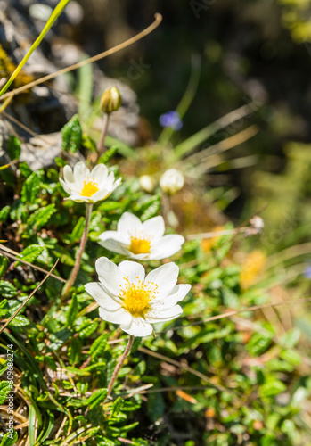 Perennial plant - Dryas octopetala L. (Eightpetal Mountain-Avens). A flowering plant in the natural environment.