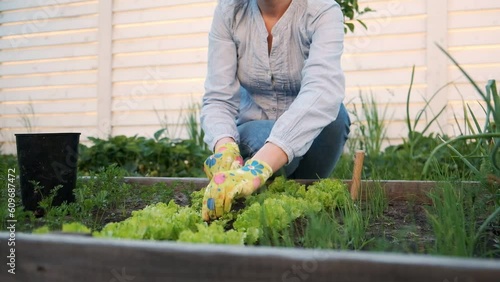 woman gardener in gloves working in the garden in the backyard