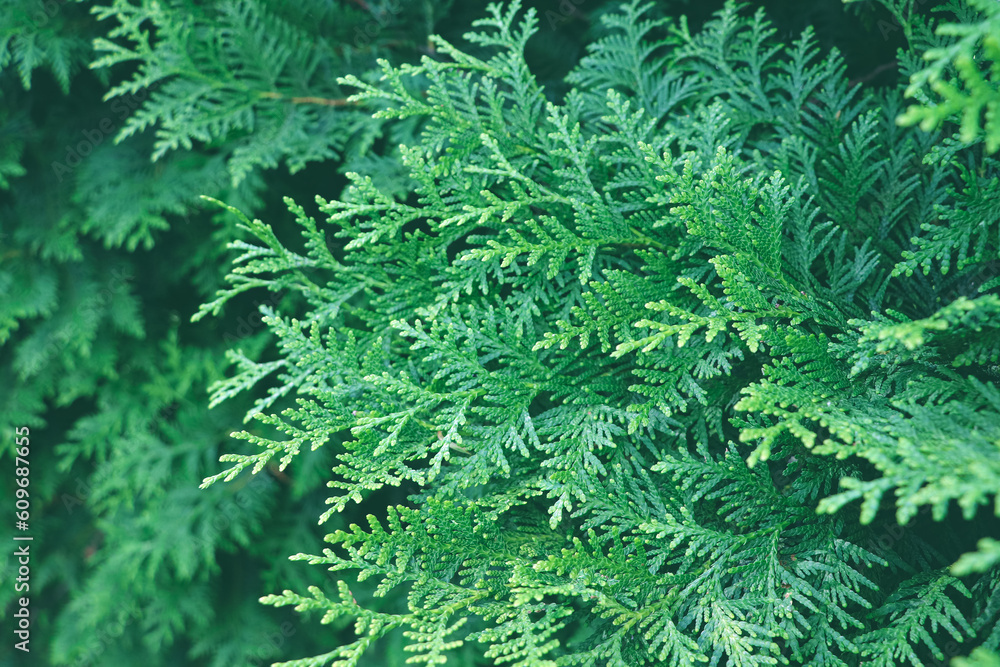 Dark green leaves. Background with green leaf.