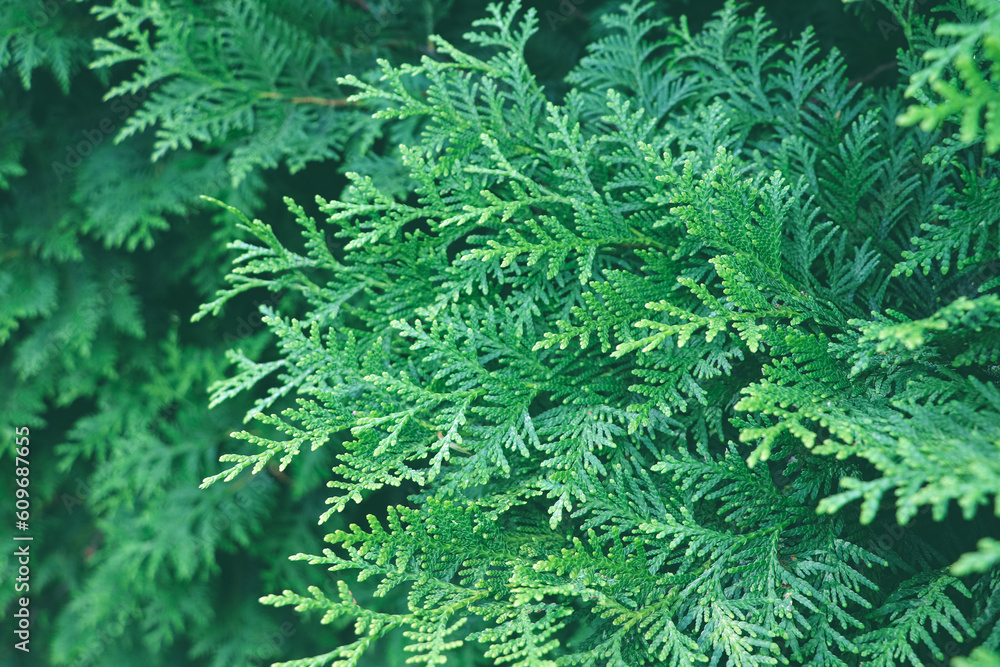 Fototapeta premium Dark green leaves. Background with green leaf.