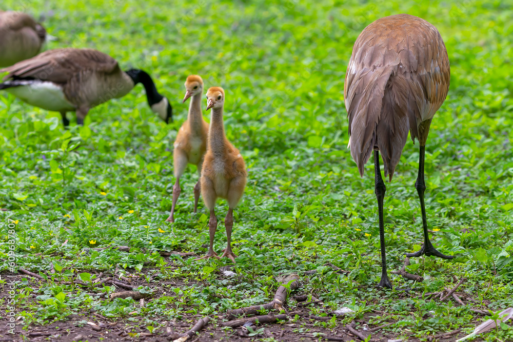 Fototapeta premium The sandhill crane (Antigone canadensis) with young in the state park.