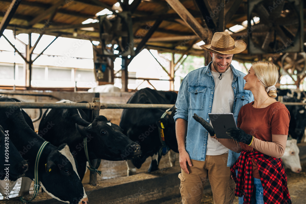 Farmers working in a stable with cows. Farmers working in a stable with cows.
