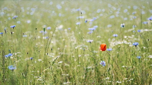 Impressionen einer sommerlichen Wiese, Sommerwiese, Blumenwiese mit vielen blauen Blumen, Kornblumen, Mohn, Klatschmohn, Centaurea cyanus. Selektive Schärfe liegt auf einzelnen Kornblumen