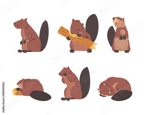 Beaver Semiaquatic Rodent with Brown Fur and Long Snout Vector Set
