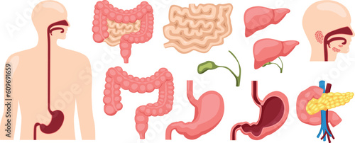 Human digestive system medical illustration for doctoral training curriculum isolated on white background