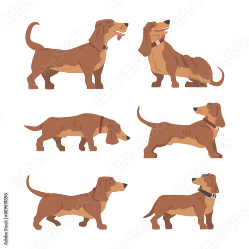 Dachshund or Badger Dog as Short-legged and Long-bodied Hound Breed with Collar Vector Set