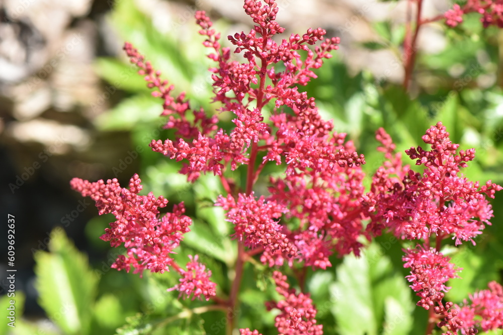 Astilbe japones Astilbe japones