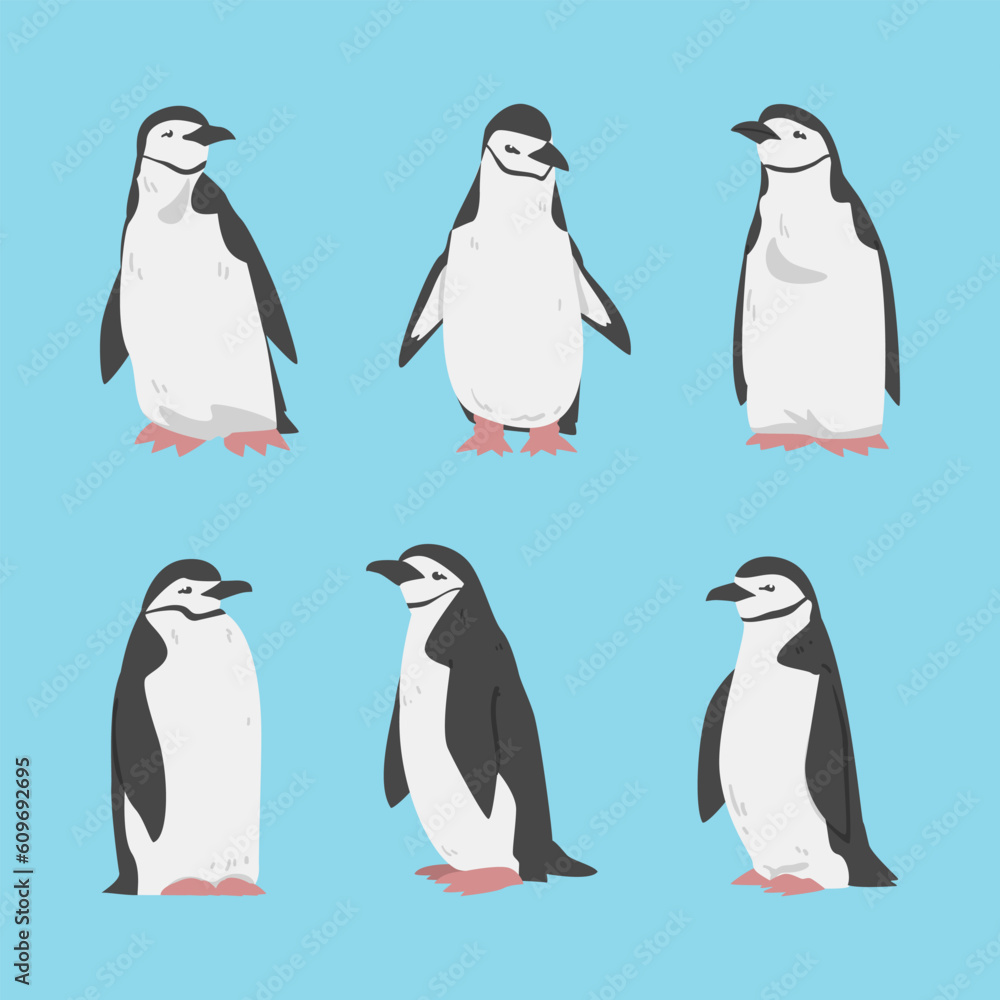 Obraz premium Penguin as Aquatic Flightless Bird with Flippers for Swimming Vector Set