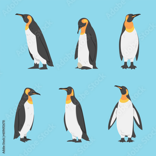 Penguin as Aquatic Flightless Bird with Flippers for Swimming Vector Set
