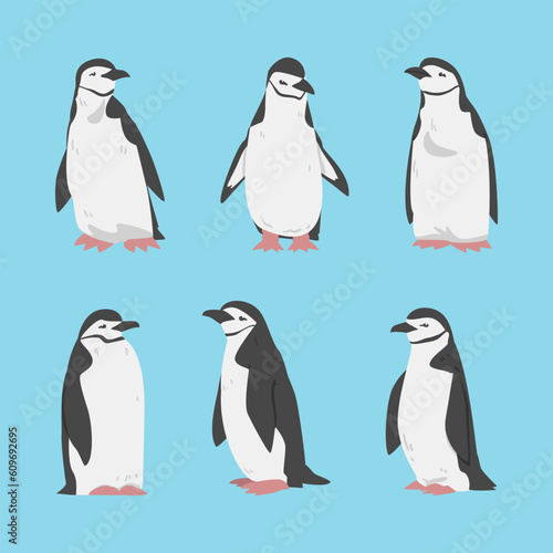 Penguin as Aquatic Flightless Bird with Flippers for Swimming Vector Set