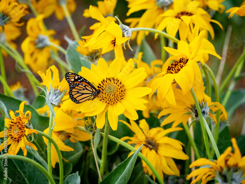 Canvas Print Monarch butterfly in a field of yellow flowers
