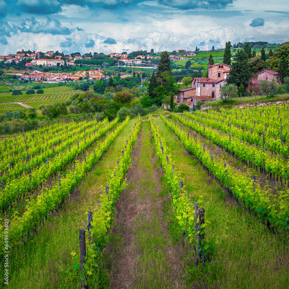 Green vineyard on the slope in Tuscany, Italy