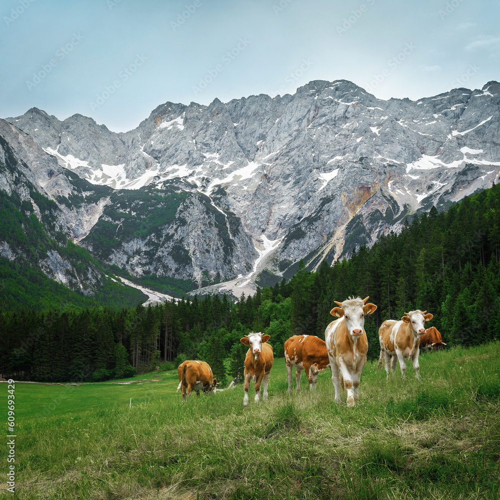 Herd of cows grazing on the alpine green fields, Slovenia