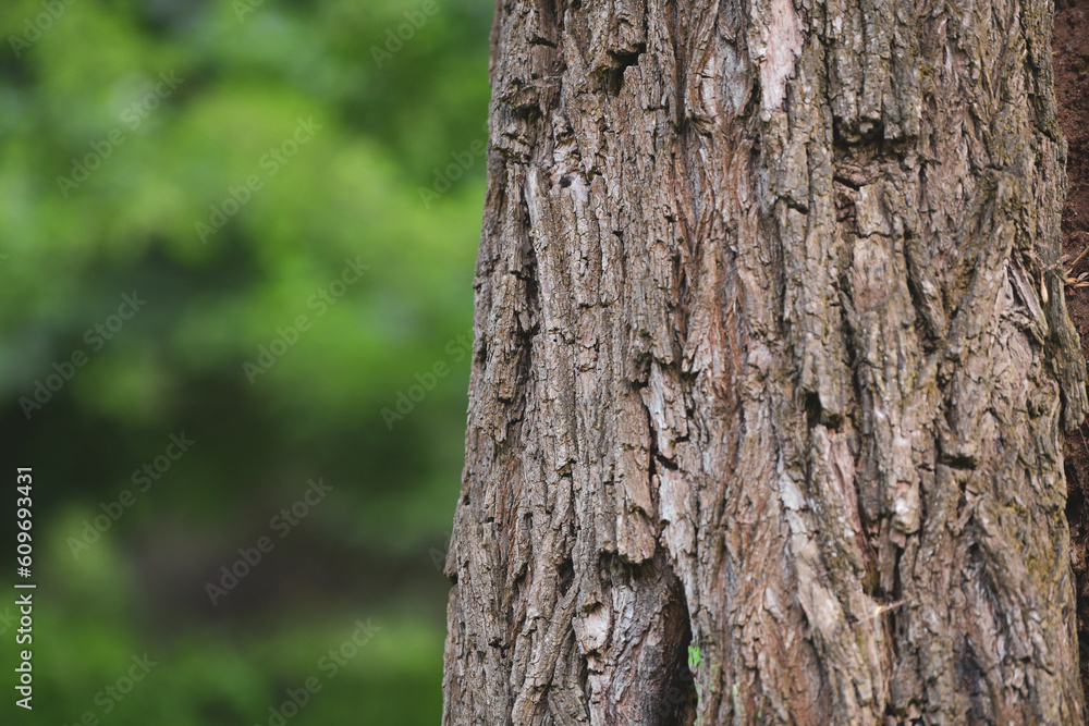 tree bark texture tree bark texture