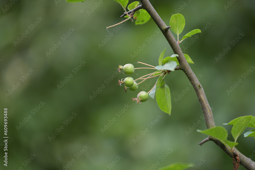 branch of a tree with small green apples branch of a tree with small green apples