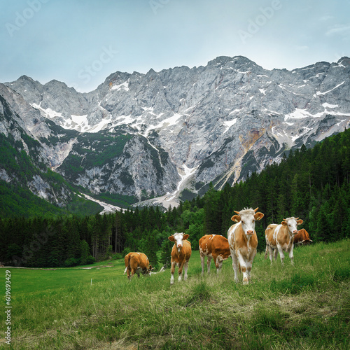 Herd of cows grazing on the alpine green fields, Slovenia