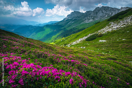 Flowering rhododendrons on the mountain slopes, Carpathians, Romania