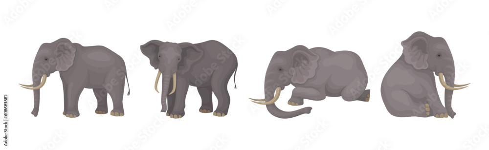 Obraz premium Elephant as Large African Animal with Trunk, Tusks, Ear Flaps and Massive Legs Vector Set