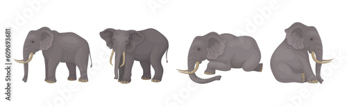 Elephant as Large African Animal with Trunk, Tusks, Ear Flaps and Massive Legs Vector Set