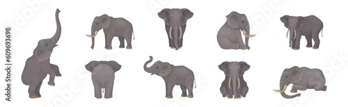 Elephant as Large African Animal with Trunk, Tusks, Ear Flaps and Massive Legs Vector Set