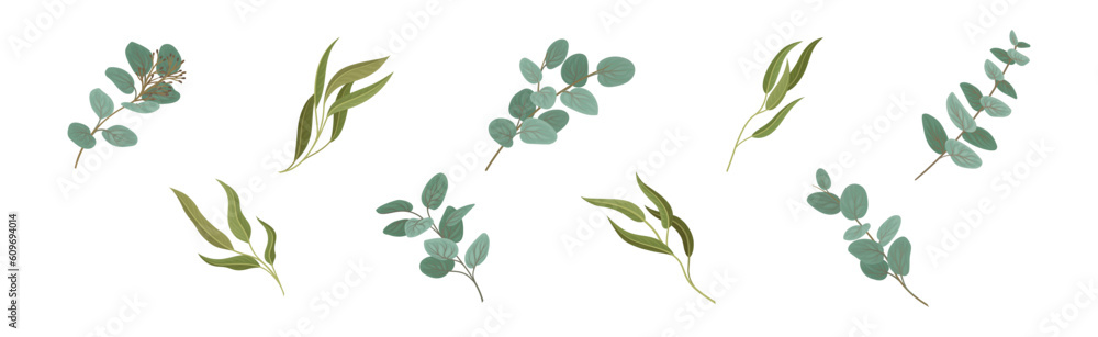 Eucalyptus Floral Leafy Branch and Twigs Vector Set Eucalyptus Floral Leafy Branch and Twigs Vector Set