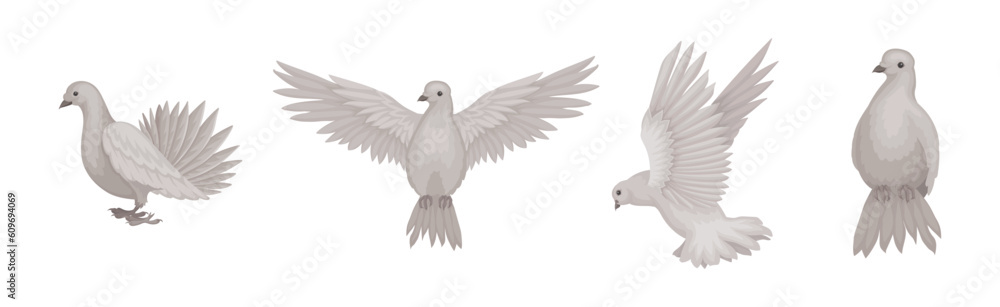 Fototapeta premium White Dove or Pigeon Bird with Wings Flying Vector Set