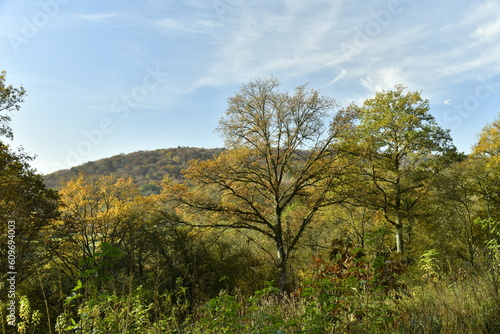 La for  t de Rouilon en automne sur les pente des collines dominant la vall  e de la Meuse    Annevoie au sud de Namur