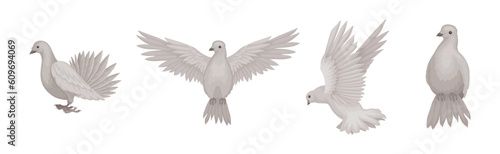 White Dove or Pigeon Bird with Wings Flying Vector Set