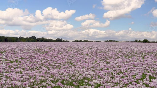 Wallpaper Mural Time lapse video clip of clouds moving over a field of flowers pink poppies 4K video
 Torontodigital.ca