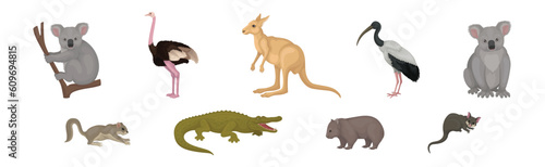Different Australian Animals with Kangaroo, Ostrich, Ibis and Koala Vector Set