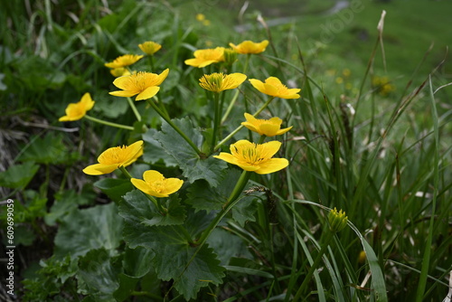 yellow flowers in spring
