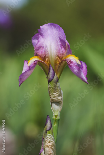 Beautiful close-up of an iris flower photo