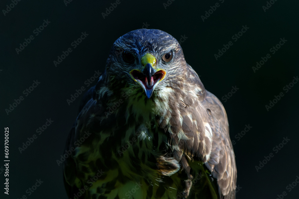 Common Buzzard (Buteo buteo) searching for food in the forest of Noord Brabant in the Netherlands. Black background Common Buzzard (Buteo buteo) searching for food in the forest of Noord Brabant in the Netherlands. Black background