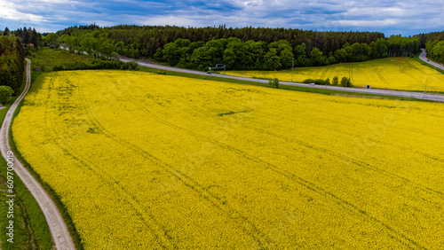 Drone view of a country road surrounded by the rapeseed fields