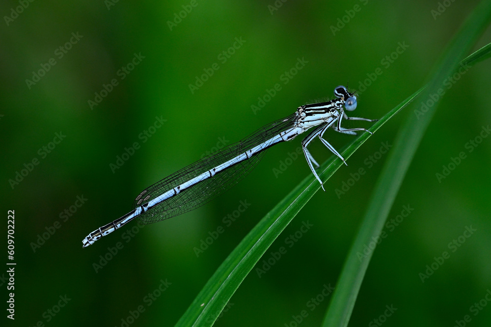 Blaue Federlibelle (Platycnemis pennipes) - Männchen
White-legged damselfly, blue featherleg - male Blaue Federlibelle (Platycnemis pennipes) - Männchen
White-legged damselfly, blue featherleg - male