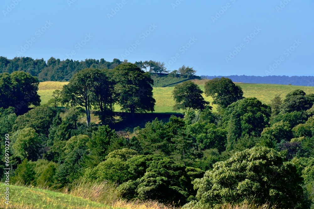 Trees on the hill in summer, Disley, Stockport, England, UK