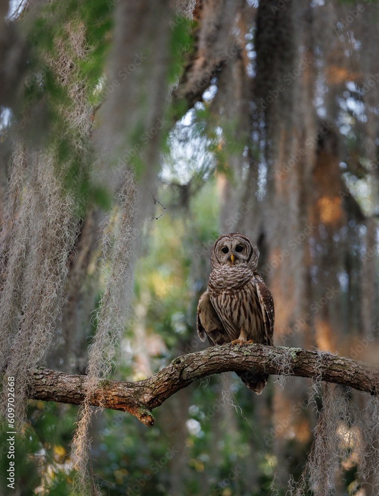 Obraz premium Barred owl in Everglades National Park in Florida 