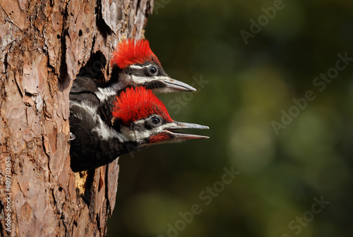 Canvastavla Pileated woodpecker nest in Florida