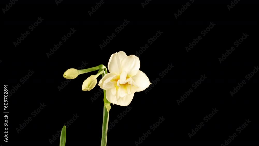 Narcissus. Blooming of beautiful white and yellow flowers on black background, Daffodil. Spring, easter. Timelapse. 4k Narcissus. Blooming of beautiful white and yellow flowers on black background, Daffodil. Spring, easter. Timelapse. 4k