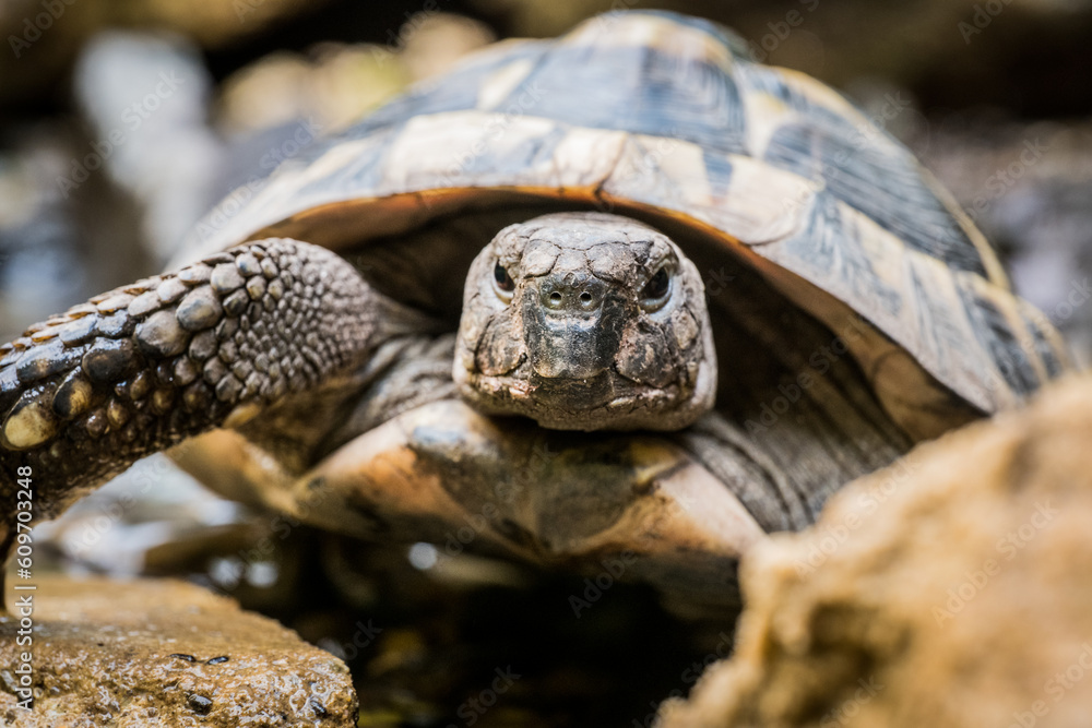 Eastern Hermann's tortoise, European terrestrial turtle, Testudo hermanni boettgeri, turtle on the lawn in nature Eastern Hermann's tortoise, European terrestrial turtle, Testudo hermanni boettgeri, turtle on the lawn in nature