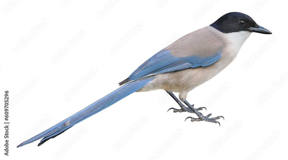Obraz premium Azure-winged magpie (Cyanopica cyanus), PNG, isolated on transparent background