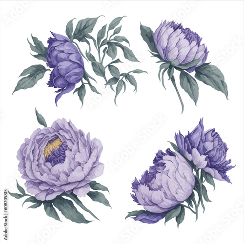 Peonies Purple Lavender Watercolor Flower Arrangement Collection.