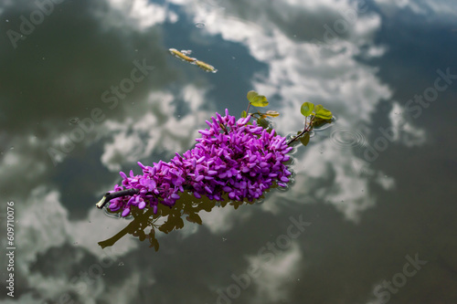 Purple lilac flower floats on water