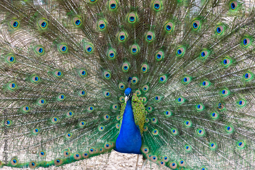 Obraz premium The peacock shows its beautiful tail with multi-colored feathers