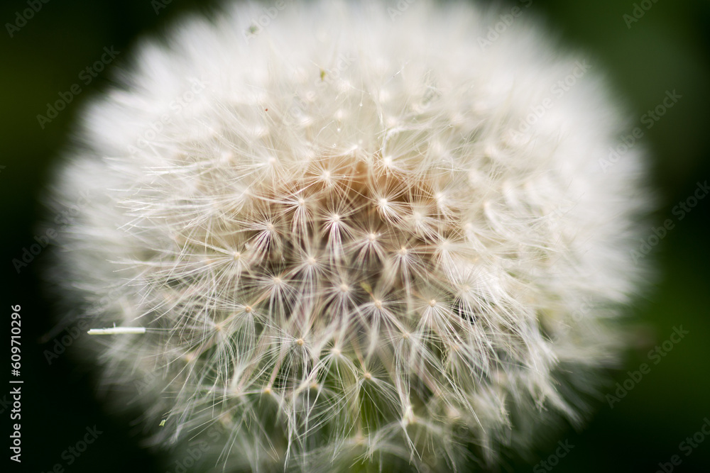 Abstract background of a dandelion flower