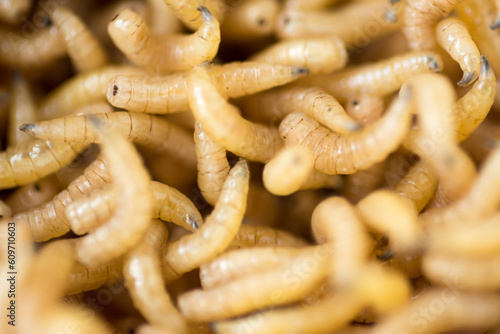 Macro shot of fly worms