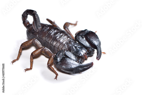Closeup picture of a female of the European or Italian small wood scorpion Euscorpius italicus from Italy photographed on white background. photo