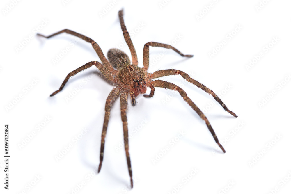 Closeup of a juvenile specimen of the infamous Brazilian wandering or banana spider Phoneutria nigriventer, a medically important spider photographed on white background. Closeup of a juvenile specimen of the infamous Brazilian wandering or banana spider Phoneutria nigriventer, a medically important spider photographed on white background.