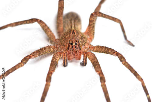 Closeup of the eyes of a juvenile specimen of the infamous Brazilian wandering or banana spider Phoneutria nigriventer, a medically important spider photographed on white background.